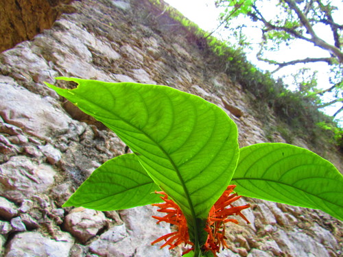 Justicia amplifolia, photograph 1