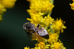 Sphecodogastra