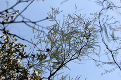 Prosopis alba