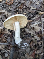 Clitocybe nebularis