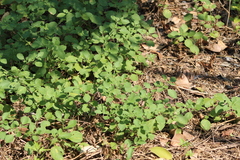 Salpichroa origanifolia