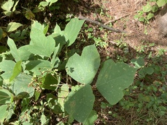 Pueraria montana