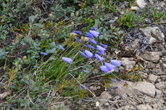 Campanula rotundifolia