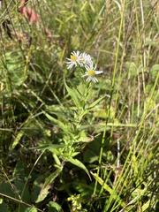 Symphyotrichum boreale