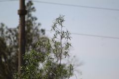Sapium haematospermum
