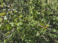 Rhamnaceae