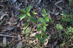 Aristotelia chilensis