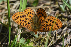 Boloria epithore