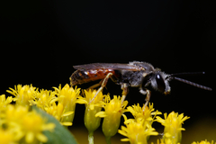 Sphecodogastra