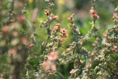 Sphaeralcea bonariensis