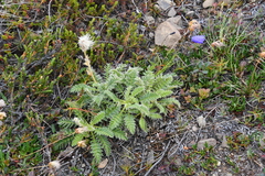 Geum glaciale
