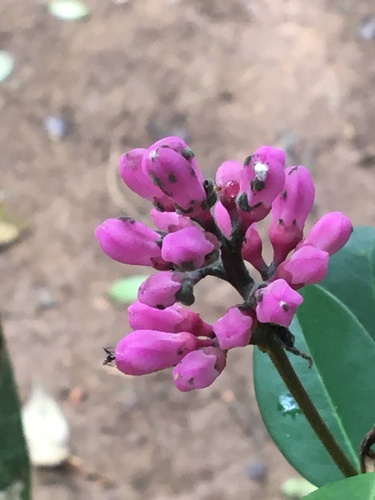 Conchocarpus ruber · NaturaLista Colombia