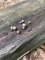 Lycogala epidendrum