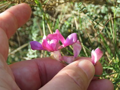 Astragalus monspessulanus