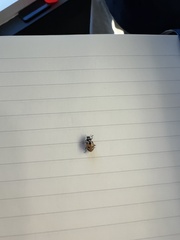 Hippodamia parenthesis