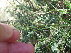 Astragalus monspessulanus