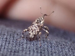 Acicnemis crassiusculus