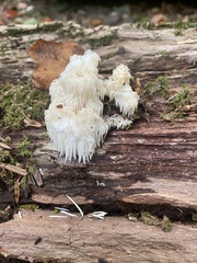 Hericium americanum