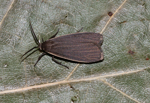 Dark Gray Lichen Moth photo 2