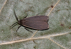 Crambidia lithosioides