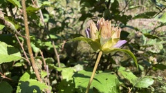 Gentiana rubricaulis