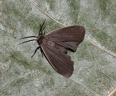 Crambidia lithosioides