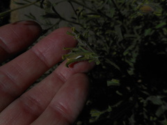 Cordylanthus pilosus