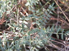 Astragalus monspessulanus