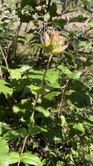 Gentiana rubricaulis