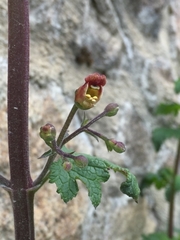 Scrophularia auriculata