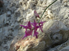 Astragalus monspessulanus