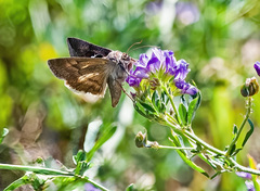 Anagrapha falcifera