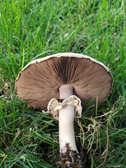 Agaricus xanthodermus
