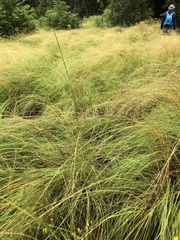 Muhlenbergia rigens