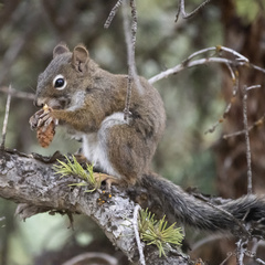 Tamiasciurus