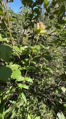 Gentiana rubricaulis