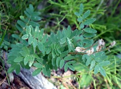 Astragalus