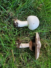 Agaricus xanthodermus