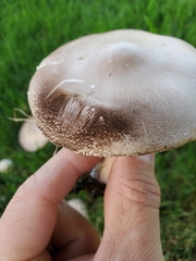 Agaricus xanthodermus