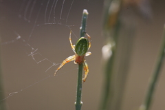 Araniella cucurbitina