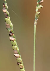 Paspalum floridanum