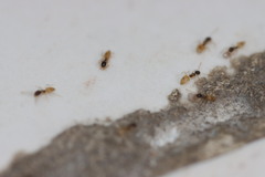 Tapinoma melanocephalum