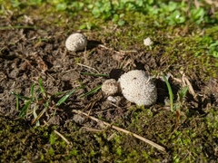 Lycoperdon curtisii
