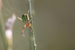 Araniella cucurbitina