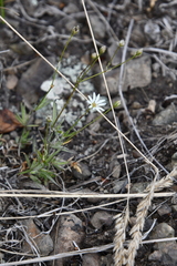 Stellaria peduncularis