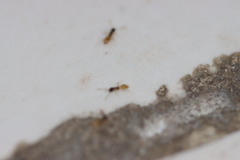 Tapinoma melanocephalum