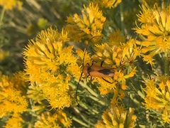 Crossidius coralinus