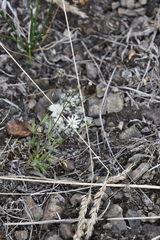 Stellaria peduncularis