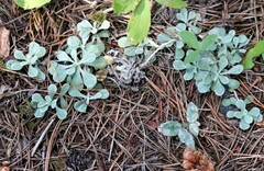 Antennaria parvifolia