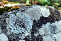 Physcia caesia